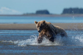 Картинка животные медведи врда брызги охота
