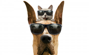 Картинка кино фильмы marmaduke кот собака дог улыбка белый фон очки