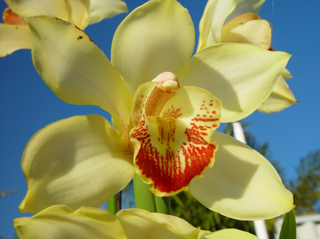 Обои картинки фото цветы, орхидеи, бутон