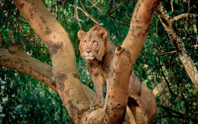 Обои картинки фото животные, львы, дерево, царь, лес, лев