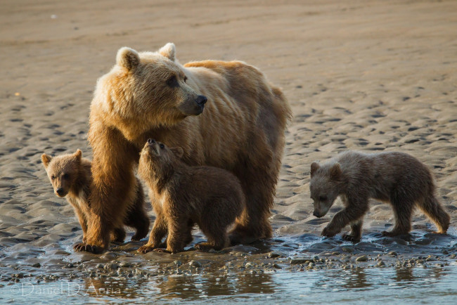 Обои картинки фото животные, медведи, мама, малыши
