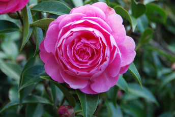 Картинка цветы камелии розовый