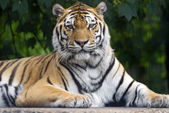 Картинка животные тигры красавец