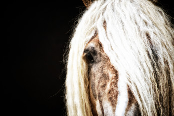 Картинка животные лошади грива челка глаз