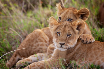 Картинка животные львы двойняшки парочка малыши детёныши львята