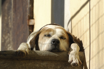 Картинка животные собаки отдых спящая лапы сон