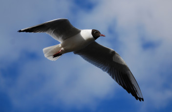 Картинка животные Чайки бакланы крачки взмах небо облака синее крылья озерная чайка полет