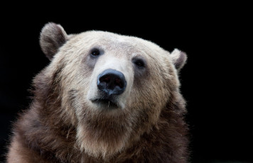 Картинка животные медведи морда медведь темный фон