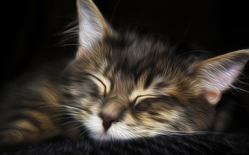 Картинка разное компьютерный дизайн кошка сон