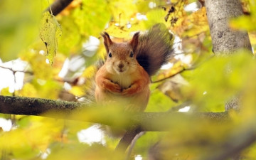 Картинка животные белки рыжая дерево ветка листья осень