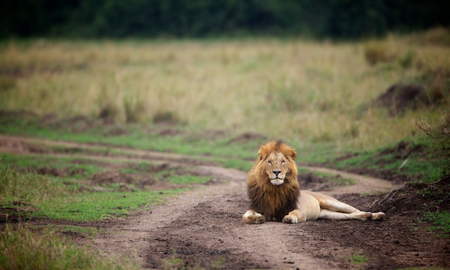 Обои картинки фото животные, львы, царь, зверей, дорога