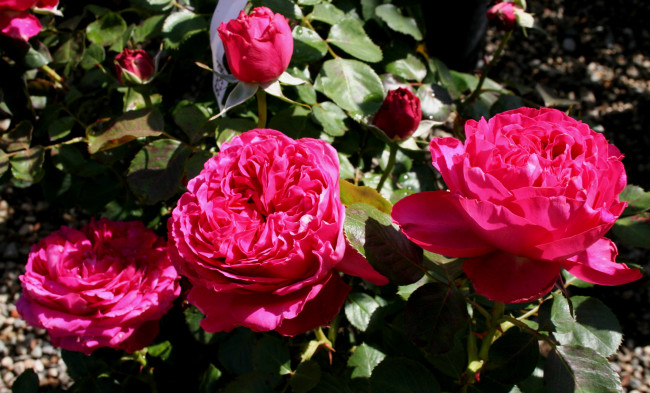 Обои картинки фото pink, traviata, цветы, розы, куст