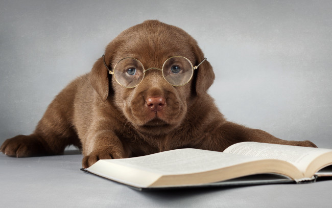 Обои картинки фото животные, собаки, очки, книга, лабрадор