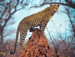 Картинка животные леопарды ветки термитник леопард холм