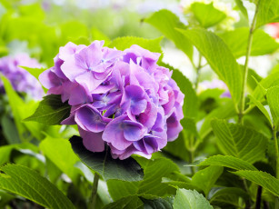 Картинка цветы гортензия куст листья фиолетовая цветки цветение