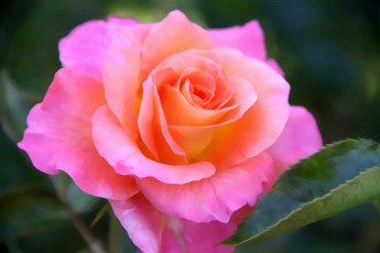 Картинка разное компьютерный+дизайн арт роза розовая бутон цветение ярко
