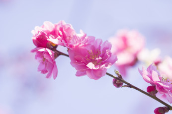 Картинка цветы цветущие+деревья+ +кустарники розовые ветка весна цветки цветение