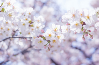 Картинка цветы цветущие+деревья+ +кустарники ветки весна цветение белые дерево