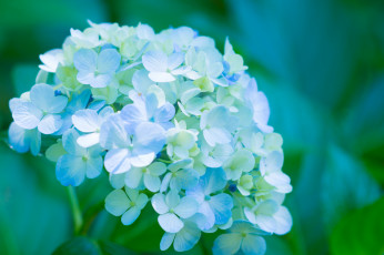 Картинка цветы гортензия лепестки splendor petals цветки голубая flowers blue hydrangea пышность