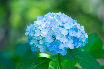 Картинка цветы гортензия splendor пышность лепестки цветки голубая petals flowers blue hydrangea