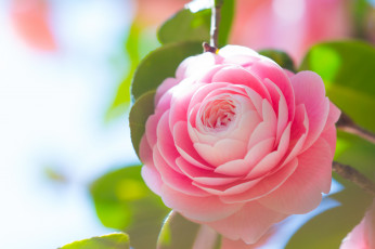 Картинка цветы камелии цветение листья розовая лепестки нежность бутон камелия