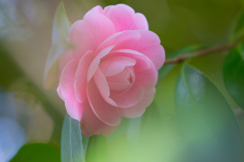 Картинка цветы камелии цветок лепесток бутон розовая камелия листья цветение