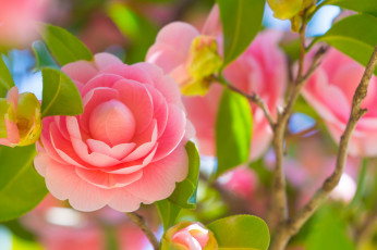 Картинка цветы камелии листья цветение нежность лепестки розовая камелия бутон