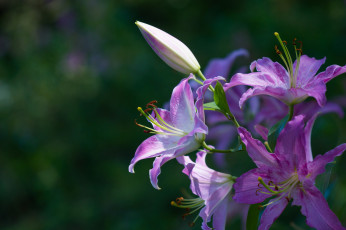 Картинка цветы лилии +лилейники цветение фиолетовая лилия ветка тычинка лепестки