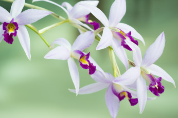 Картинка цветы орхидеи цветок лепестки цветение бело-розовая орхидея