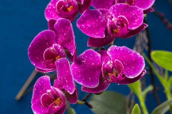 Картинка цветы орхидеи лиловый капли