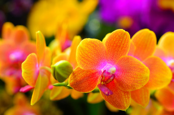 обоя цветы, орхидеи, орхидея, лепестки, растение, природа, макро
