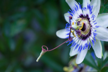 Картинка цветы пассифлора цветение голубая лепестки тычинки усики