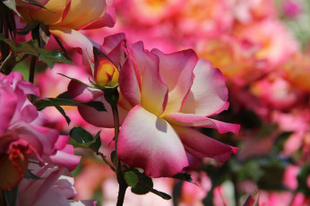 Картинка цветы розы бутон цветение розово-желтая роза лепестки