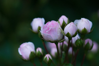 Картинка цветы розы роза розовая бутон лепестки цветение