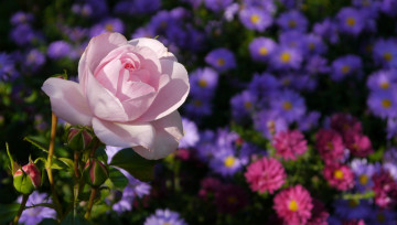 Картинка цветы розы цветок роза розовая