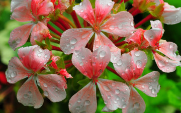 Картинка цветы герань соцветие лепестки капли роса вода