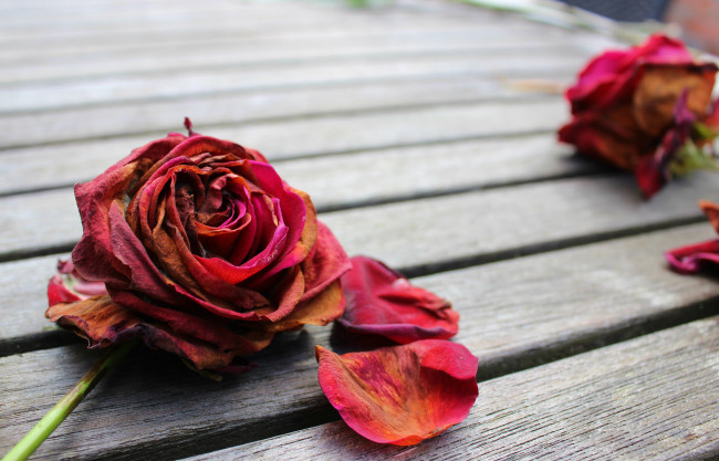 Обои картинки фото цветы, розы, ветка, роза, лепестки