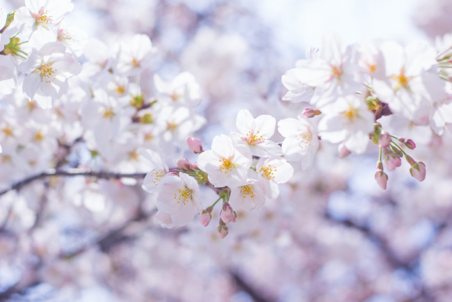 Обои картинки фото цветы, цветущие деревья ,  кустарники, ветки, весна, цветение, белые, дерево