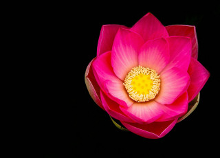 Картинка цветы лотосы лотос лепестки макро природа
