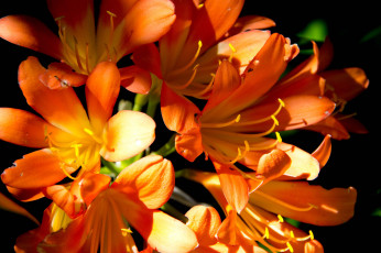 обоя цветы, лилии,  лилейники, оранжевые