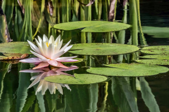 обоя water lily, цветы, лилии водяные,  нимфеи,  кувшинки, пруд, лилия