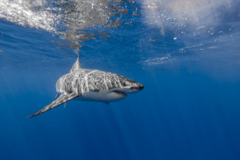 Картинка животные акулы акула лучи вода