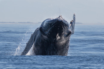 Картинка животные киты +кашалоты океан брызги кит