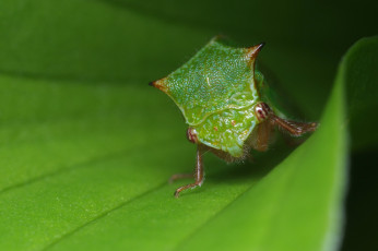 Картинка животные насекомые насекомое лист макро