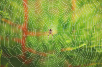 Картинка животные пауки утро роса паутина паук блеск