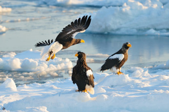 Картинка животные птицы+-+хищники зима снег вода птица орлы