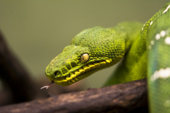 Картинка животные змеи +питоны +кобры питон язык зелёный
