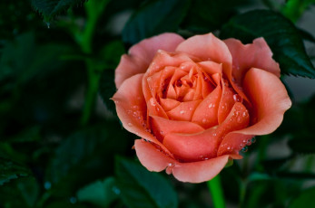 Картинка цветы розы flower роза макро цветок rose macro