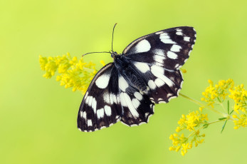 Картинка животные бабочки +мотыльки +моли бабочка крылья насекомое