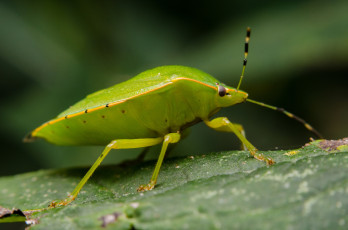 Картинка животные насекомые жук клоп лист макро